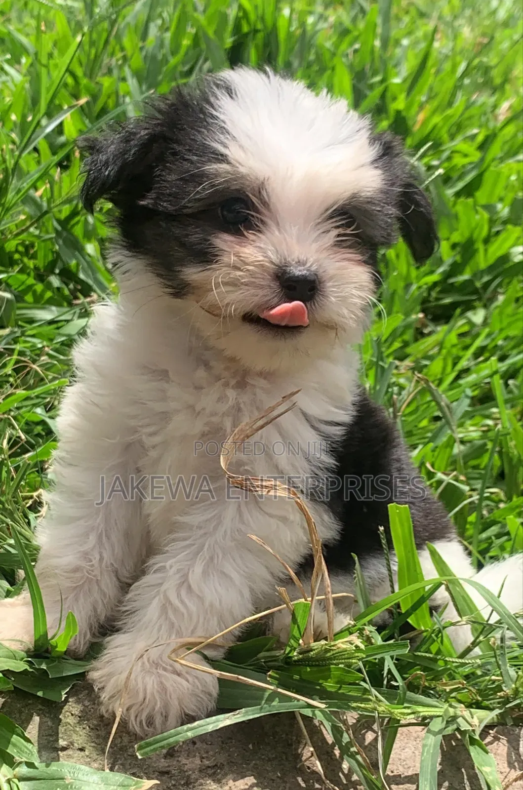 1-3 months Female Purebred Havanese