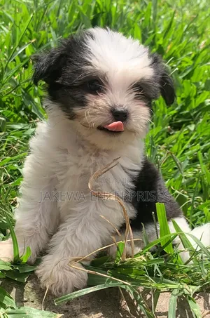 1-3 months Female Purebred Havanese
