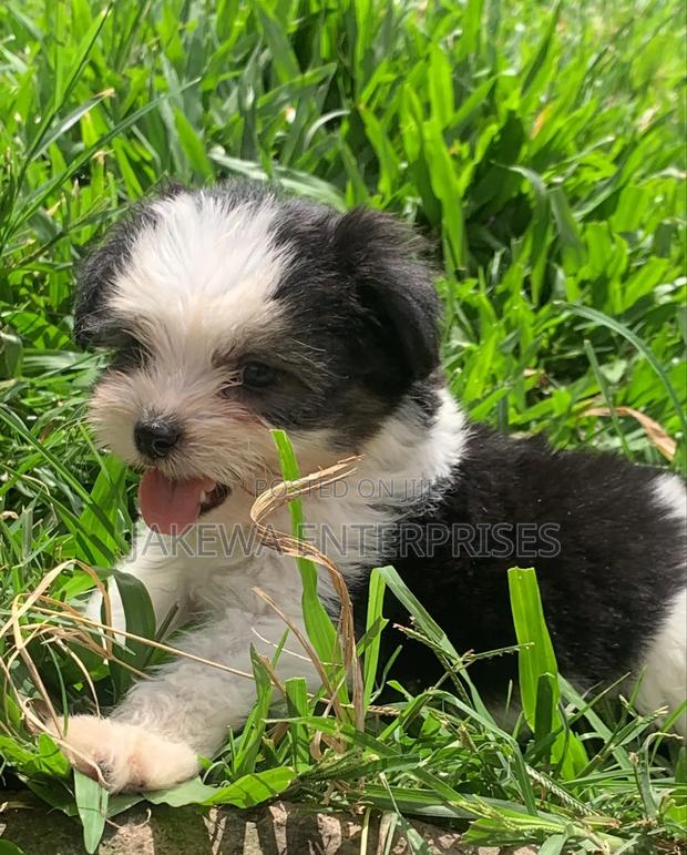 1-3 months Female Purebred Havanese - thumbnail 3