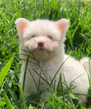1-3 months Male Purebred Havanese