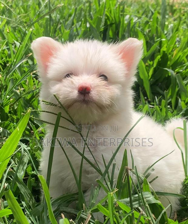 1-3 months Male Purebred Havanese - main view