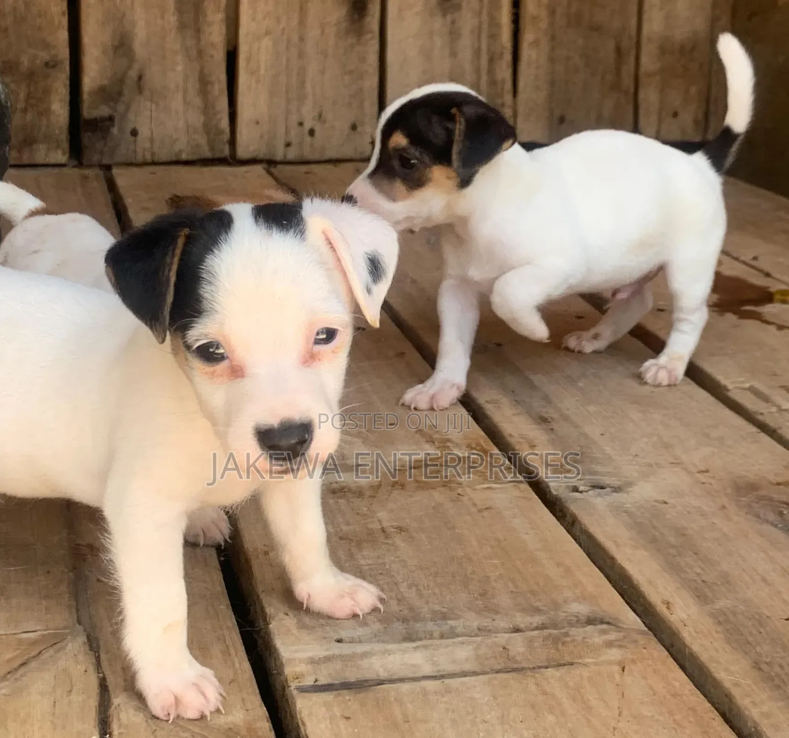 1-3 months Female Purebred Jack Russell Terrier