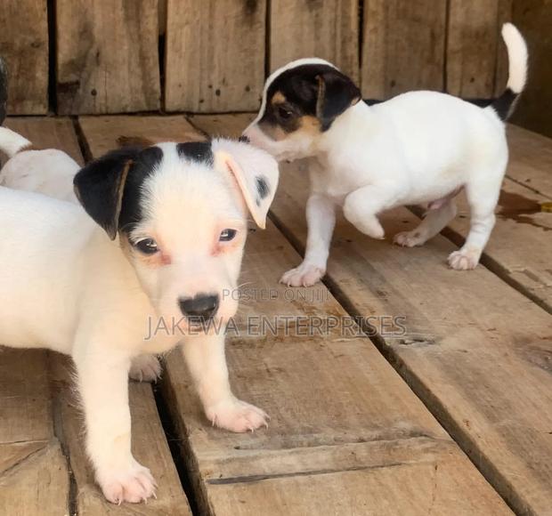 1-3 months Female Purebred Jack Russell Terrier - main view