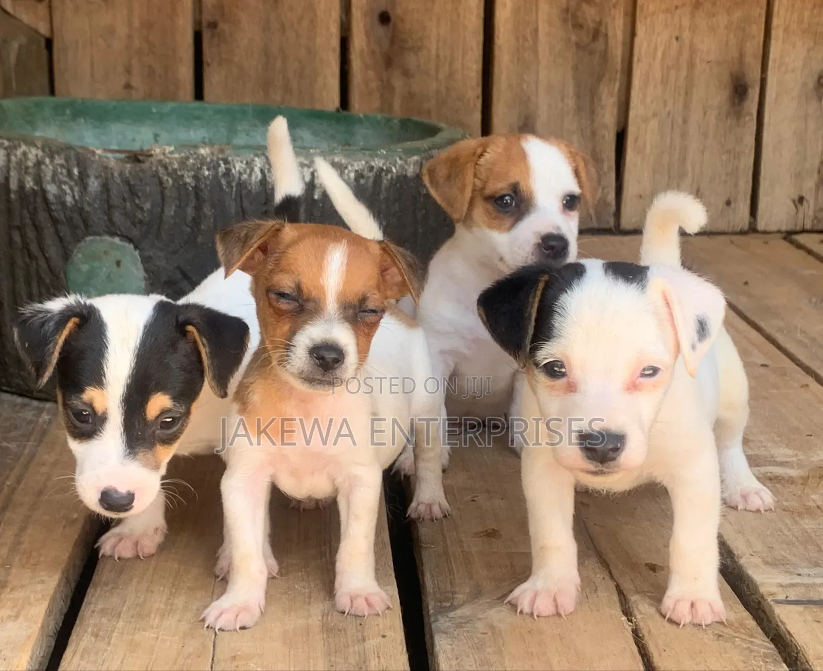 1-3 months Female Purebred Jack Russell Terrier