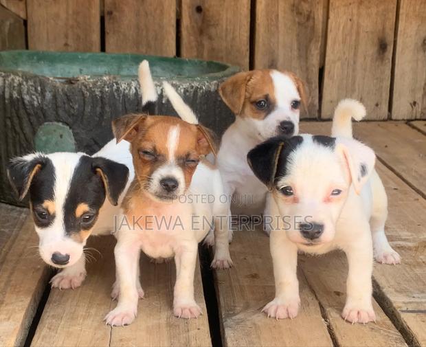 1-3 months Female Purebred Jack Russell Terrier - main view