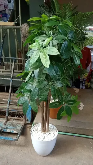 Avocado Plant Tree With Vase