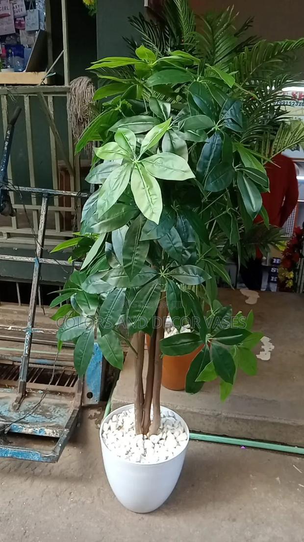 Avocado Plant Tree With Vase