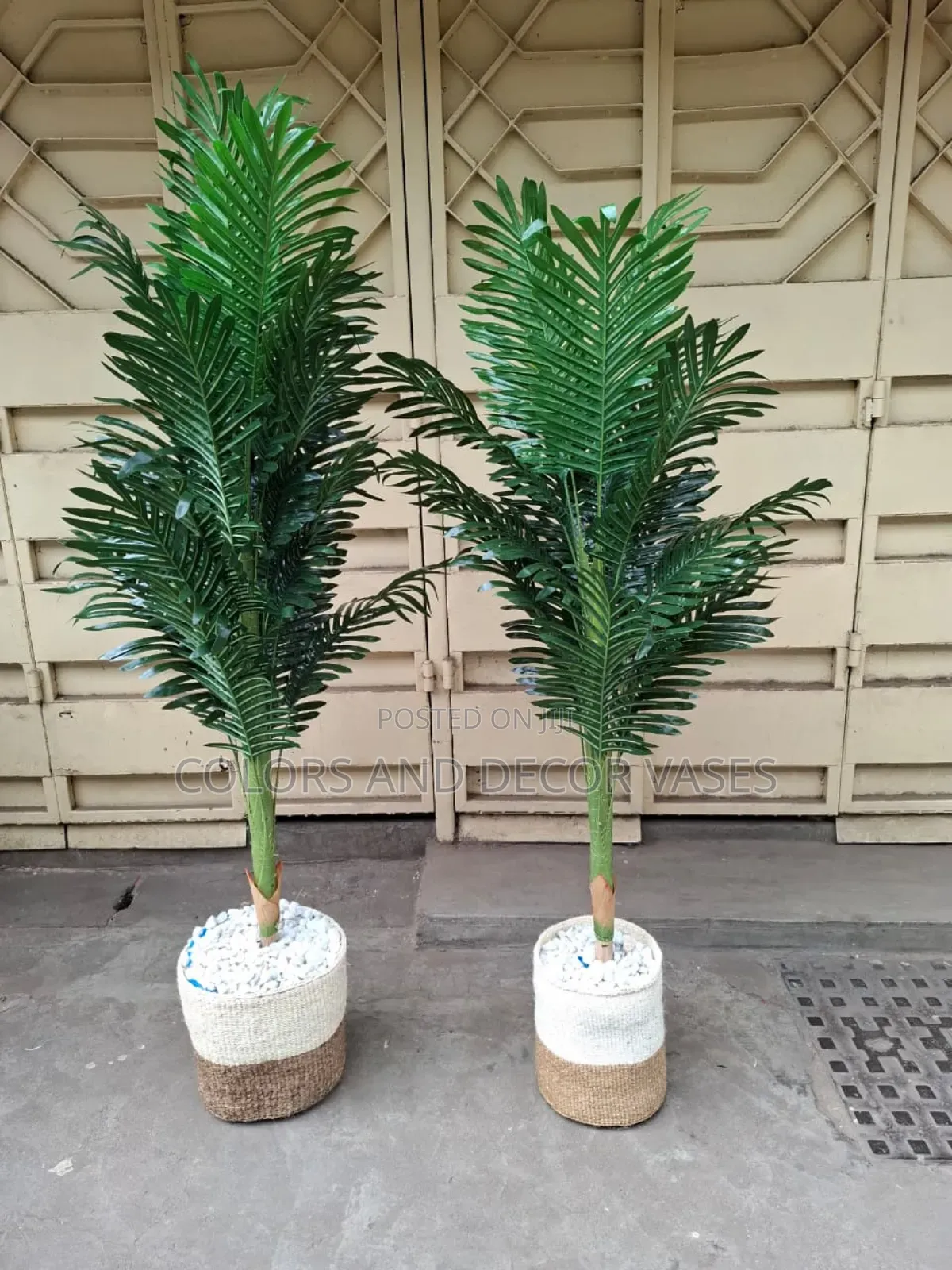 Baskets And Plants Palm Trees