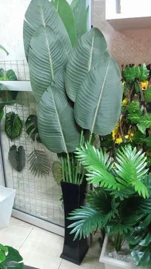 Banana Plant Artificial in Black Wooden Vase