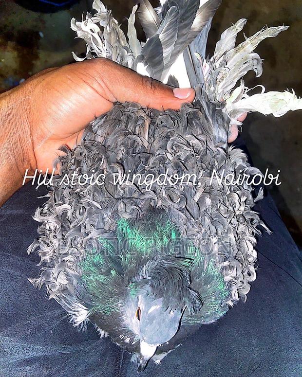 Beautiful Frill Back Frillback Pigeon Pair - main view