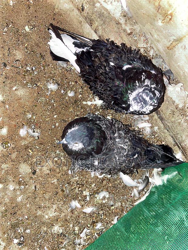 Beautiful Frill Back Frillback Pigeon Pair - thumbnail 3