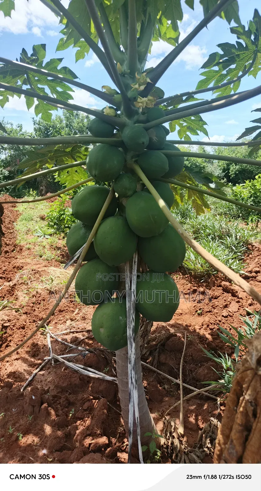 Orchard Matuu Phase 2
