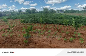 Orchard Matuu Phase 2