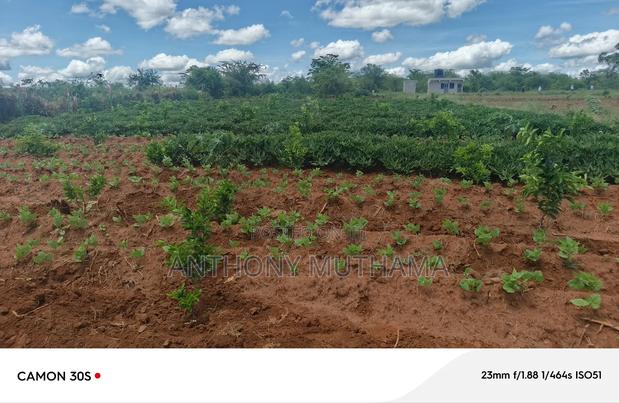 Orchard Matuu Phase 2 - thumbnail 4