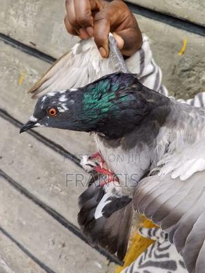 Homing Pigeons - main view