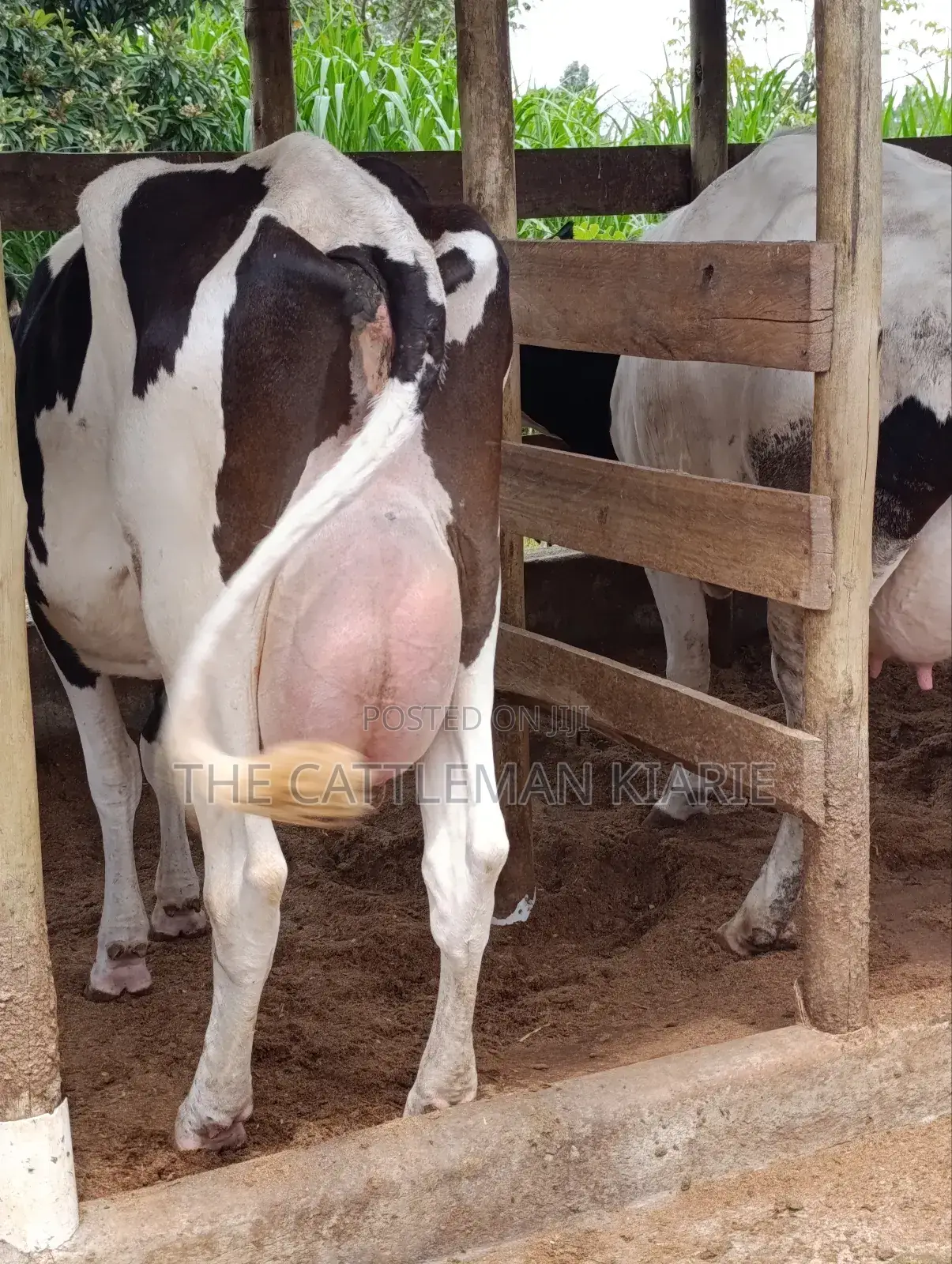 Friesian for Sale in Kenya