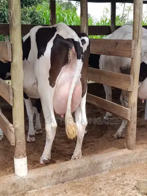 Friesian for Sale in Kenya