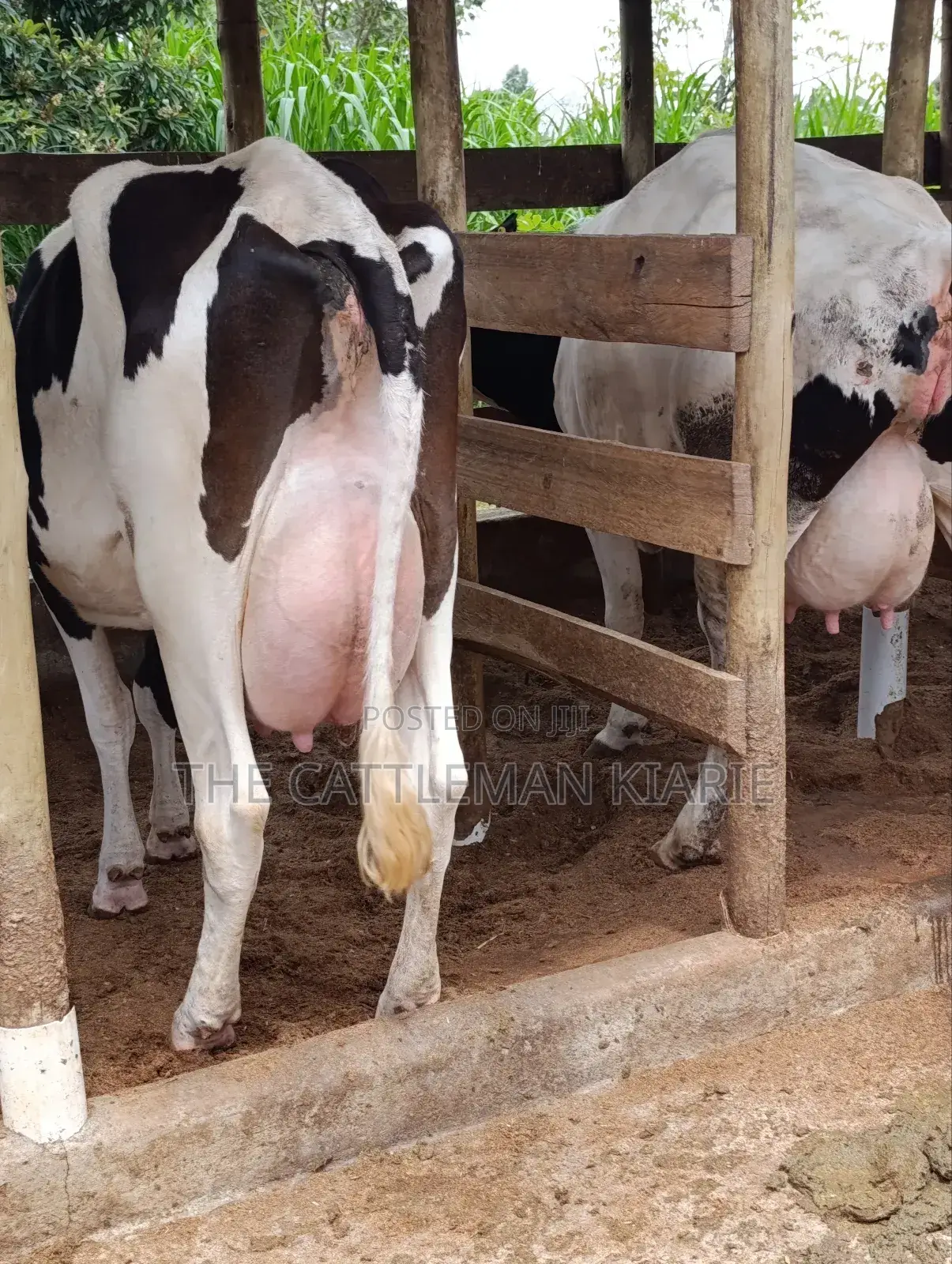 Friesian for Sale in Kenya