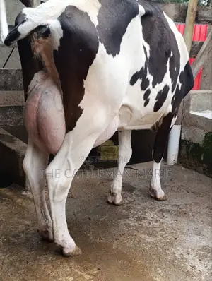 Friesian for Sale in Kenya