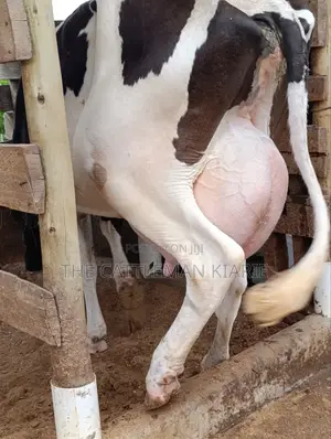 Friesian for Sale in Kenya