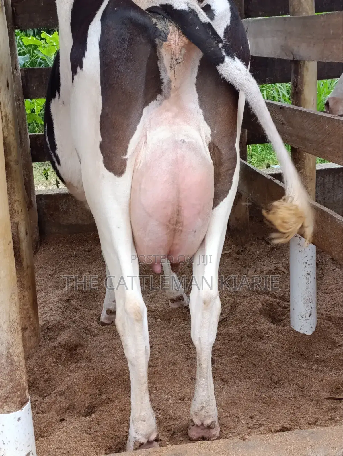Friesian for Sale in Kenya