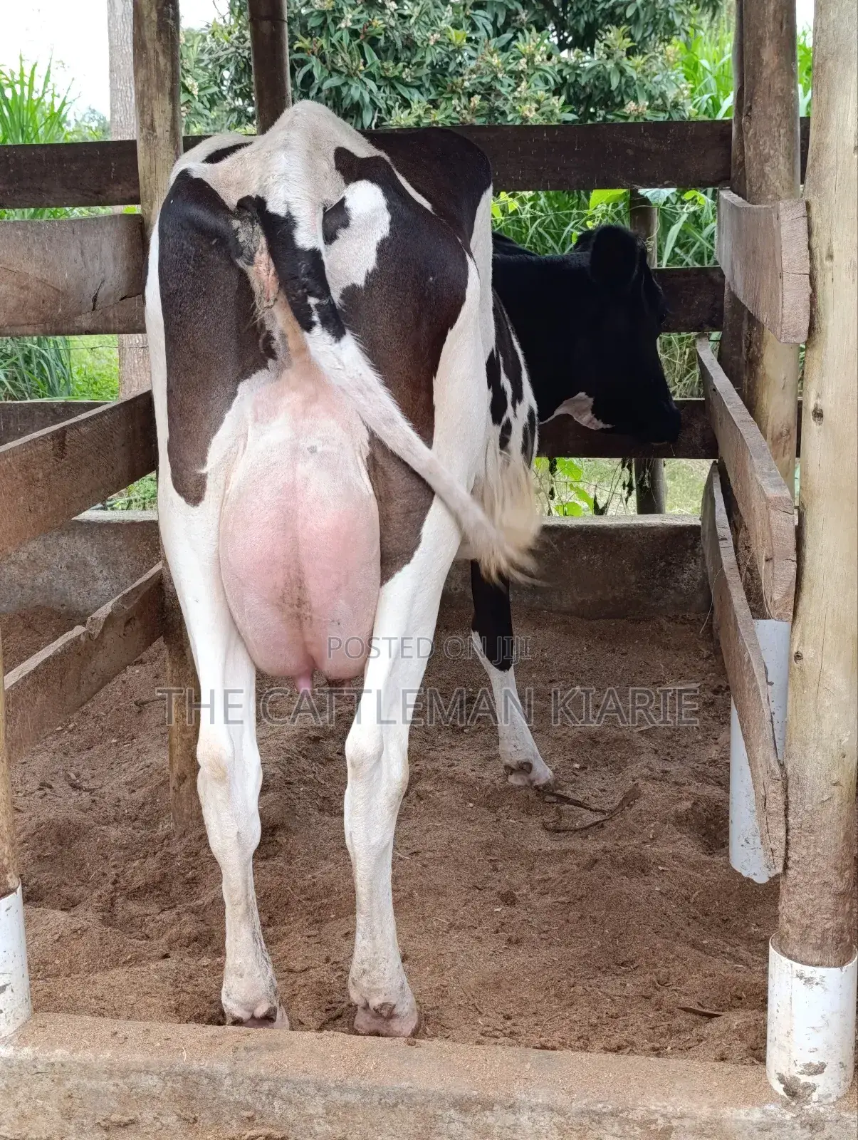 Friesian for Sale in Kenya