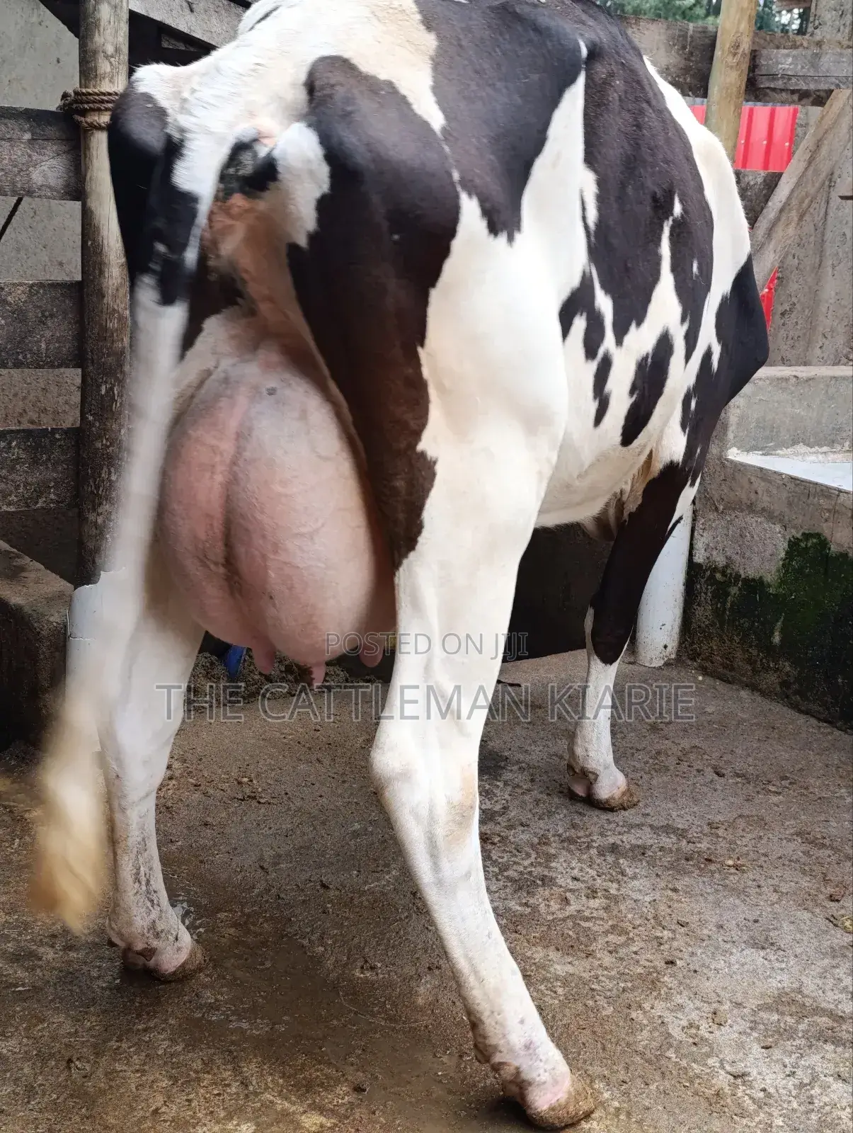 Friesian for Sale in Kenya