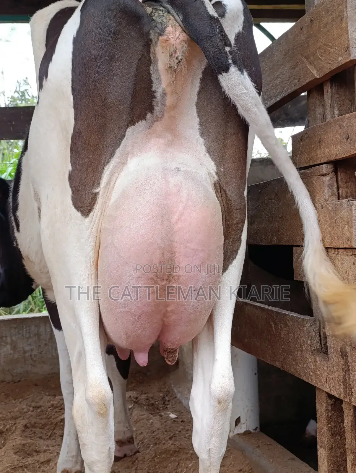 Friesian for Sale in Kenya