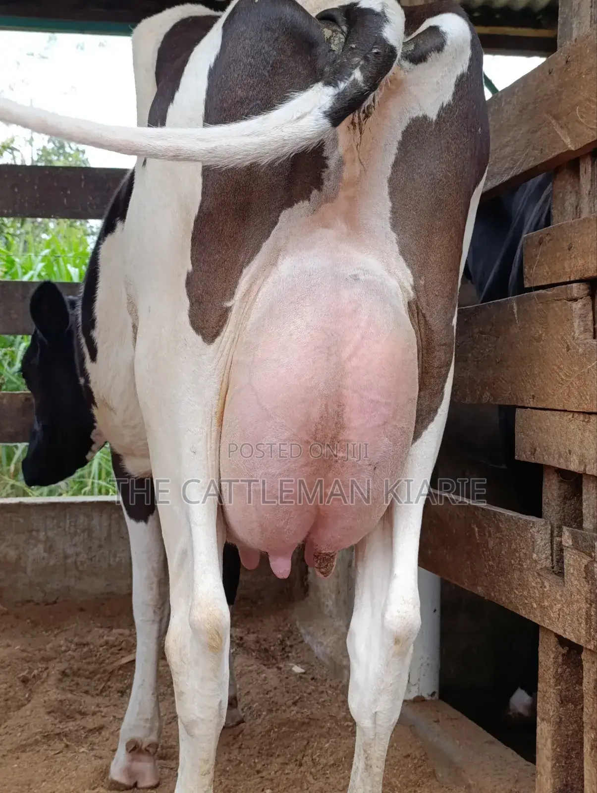 Friesian for Sale in Kenya