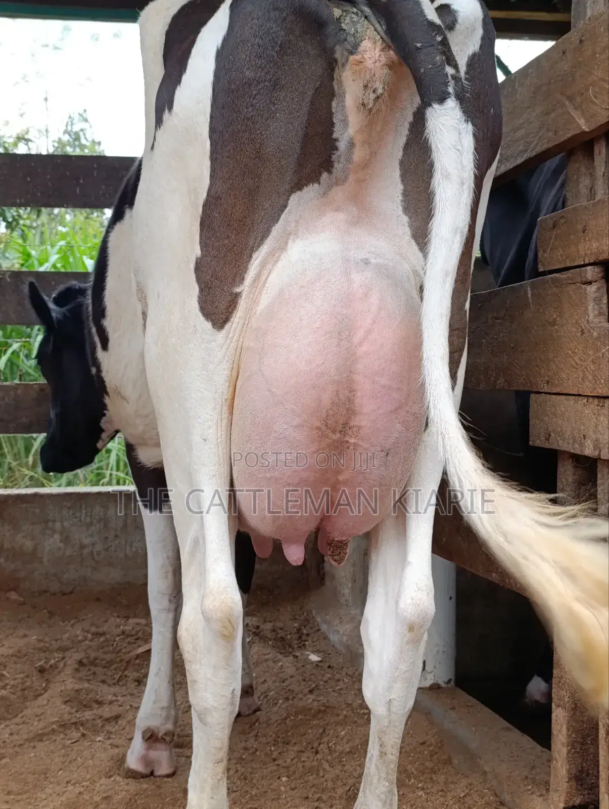 Friesian for Sale in Kenya