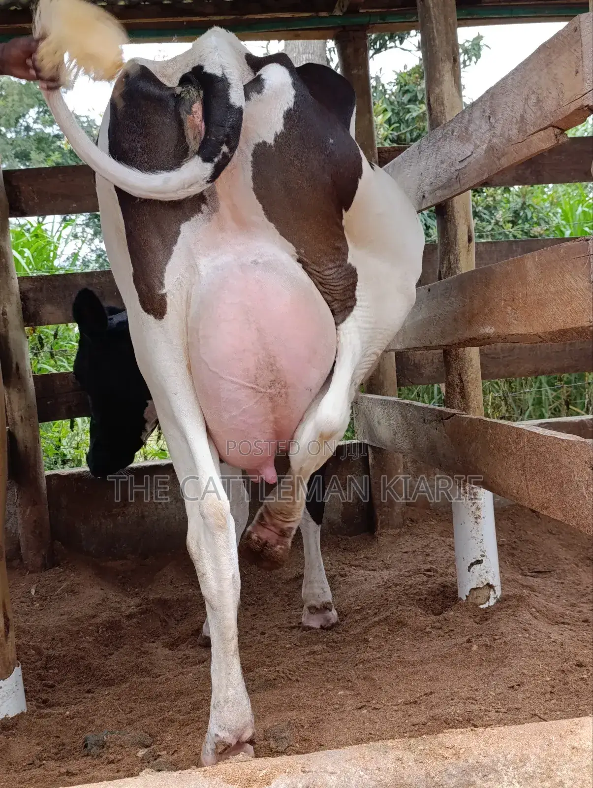 Friesian for Sale in Kenya