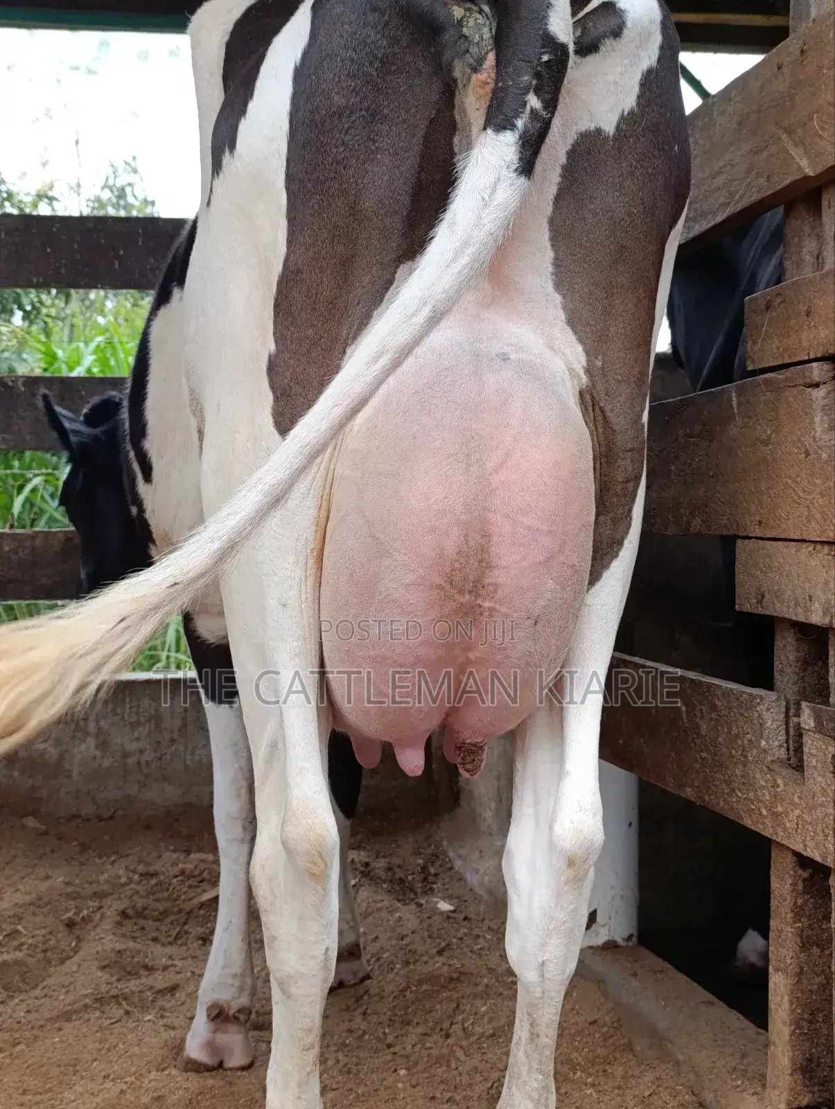 Friesian for Sale in Kenya