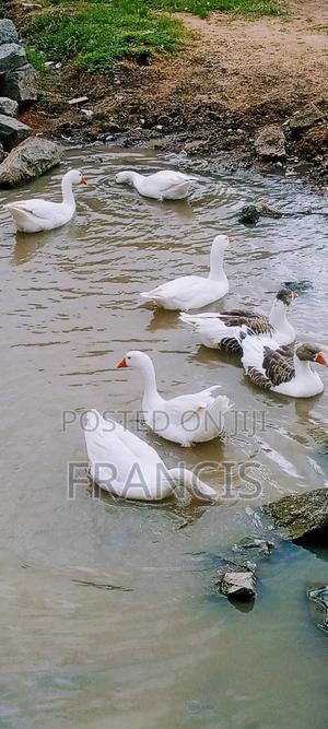 Geese Ducks - main view