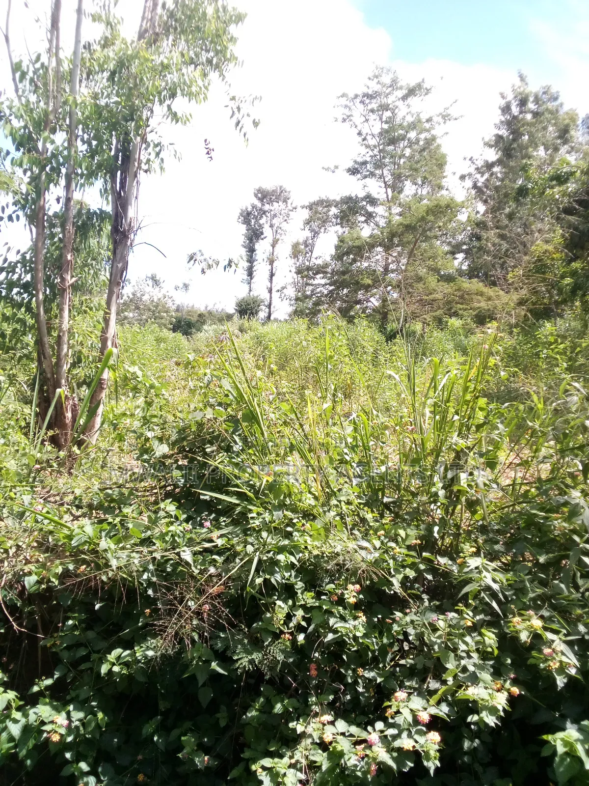100 Acres Mutha,Kitui