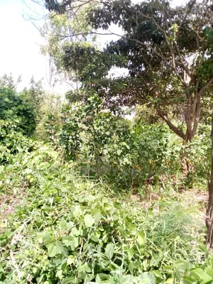 100 Acres Mutha,Kitui