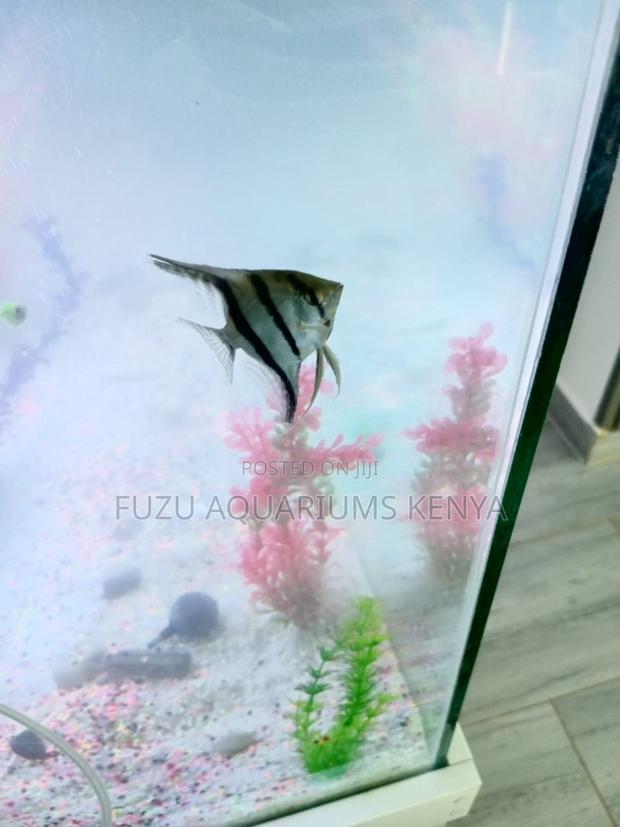 Golden Crown Angelfish - main view