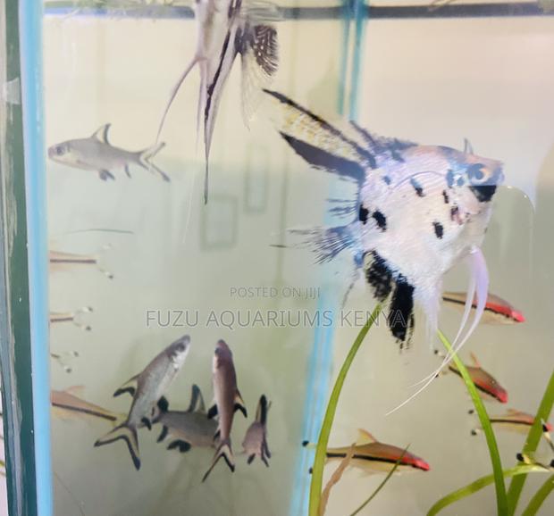 Smokey Veil Angelfish