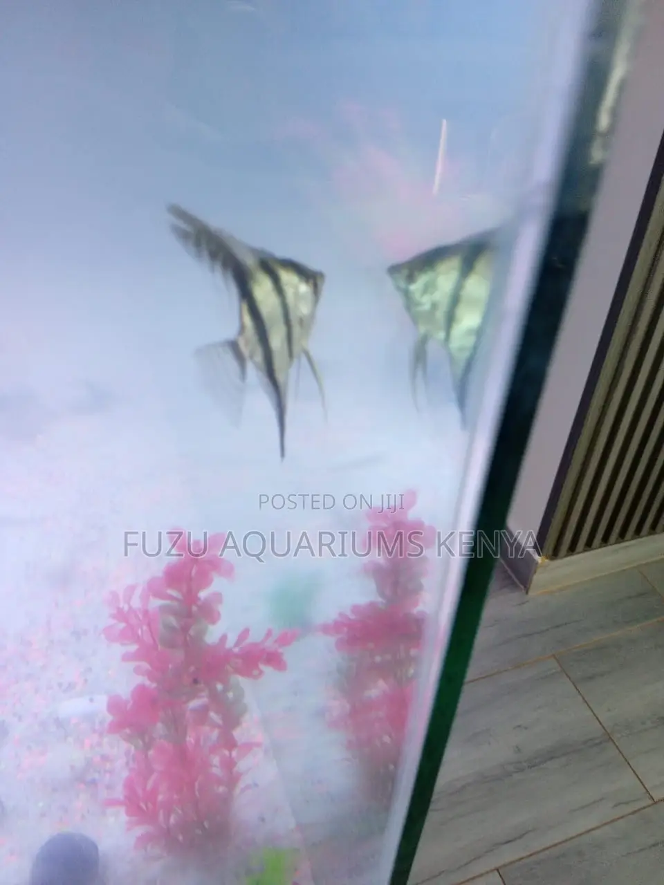 Platinum Pearlscale Angelfish