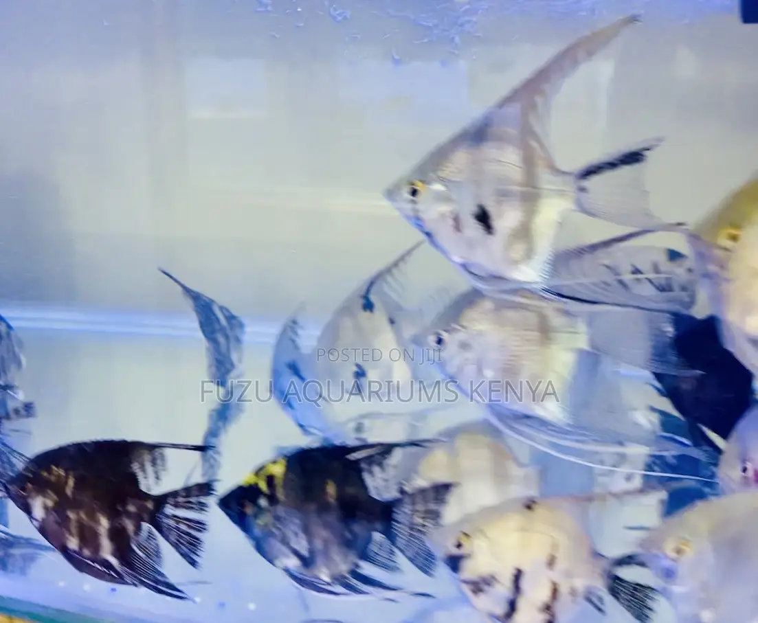 Black Lace Angelfish