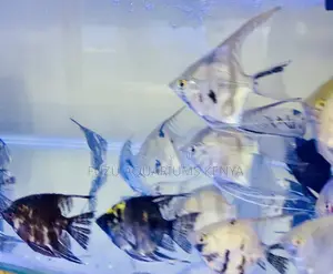 Black Lace Angelfish