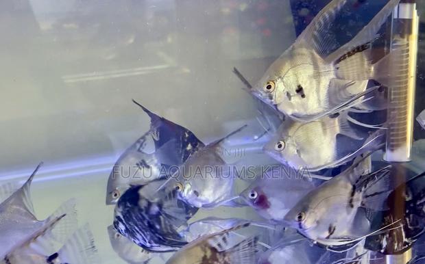 Silver Ghost Angelfish - main view