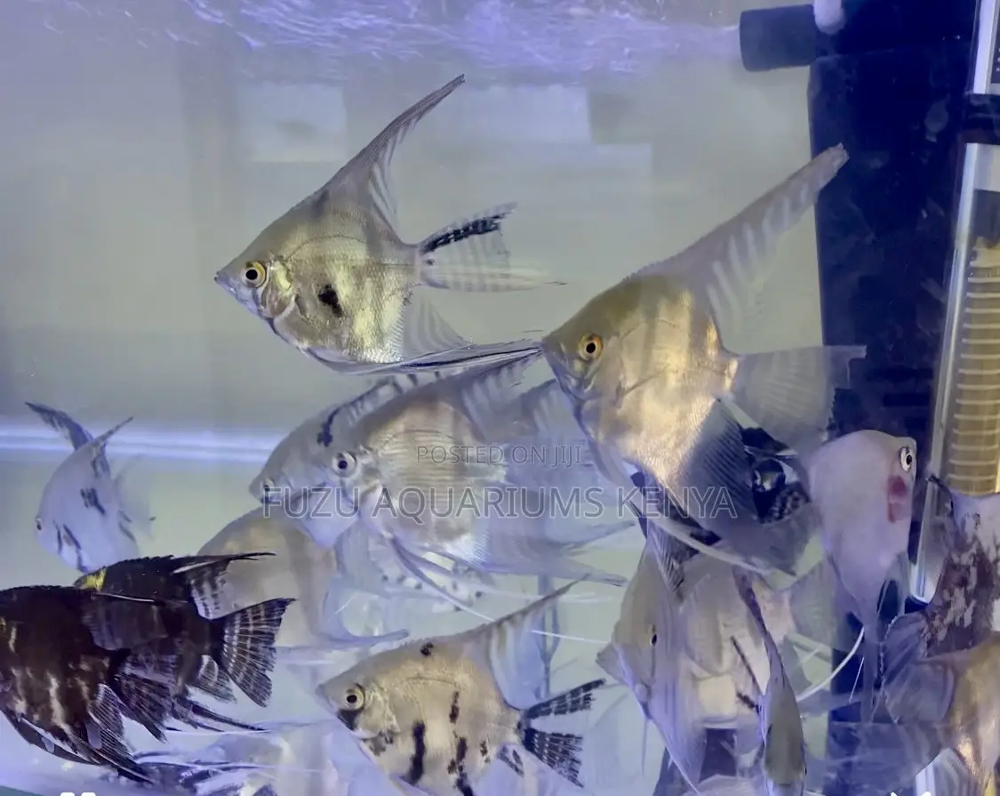 Lively Energetic Angelfish