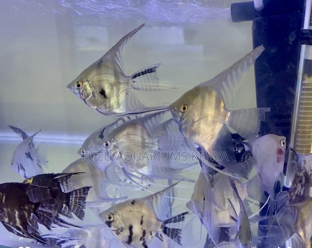 Lively Energetic Angelfish - main view