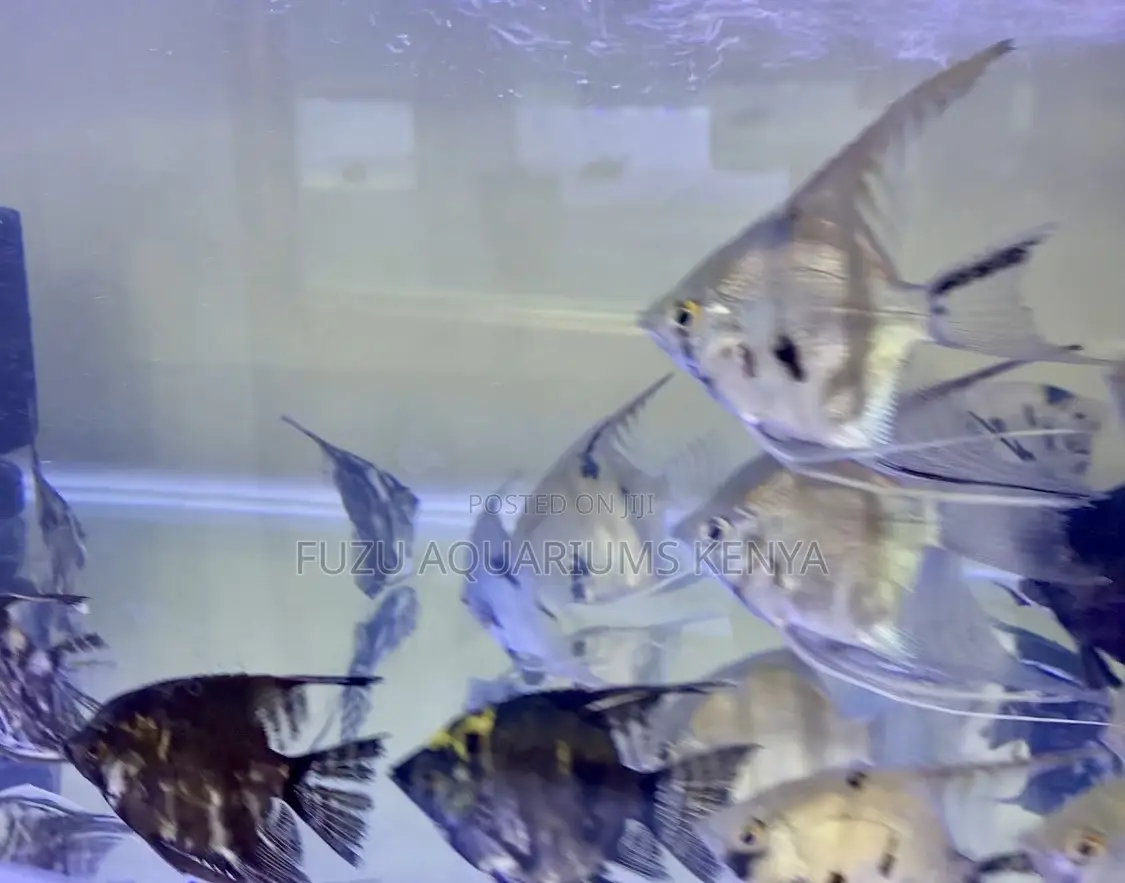 Half Black Angelfish