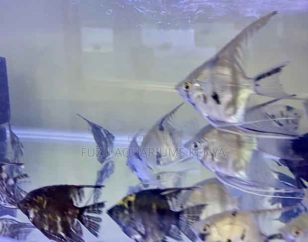 Half Black Angelfish - main view