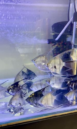 Silver Angelfish – Smooth Elegant - thumbnail 2