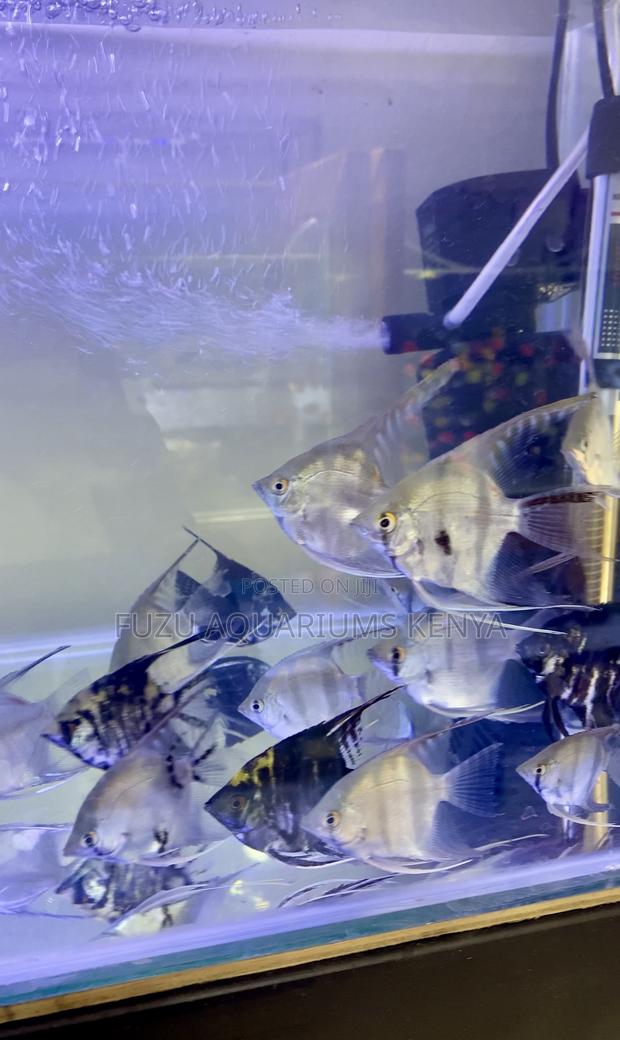 Silver Angelfish – Smooth Elegant - main view