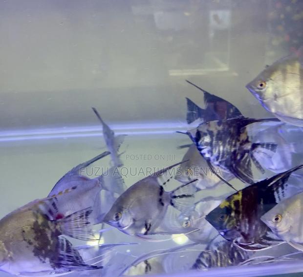 Half Black Angelfish – Stylish Contrast - main view