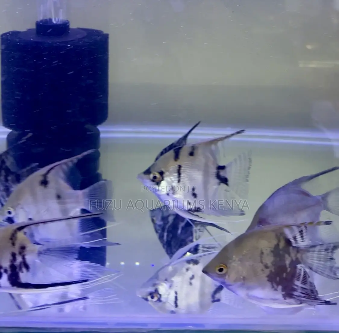 Mixed Angelfish Combo – Best Value