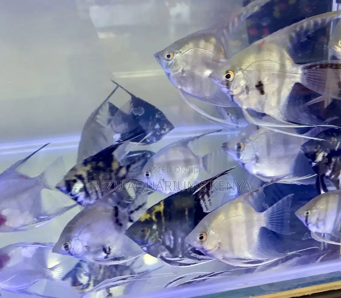 Pure Silver Angelfish – Clean Classy